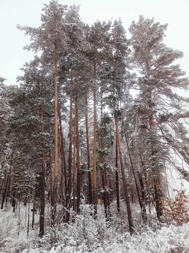 Photograph by Елизавета Мишина