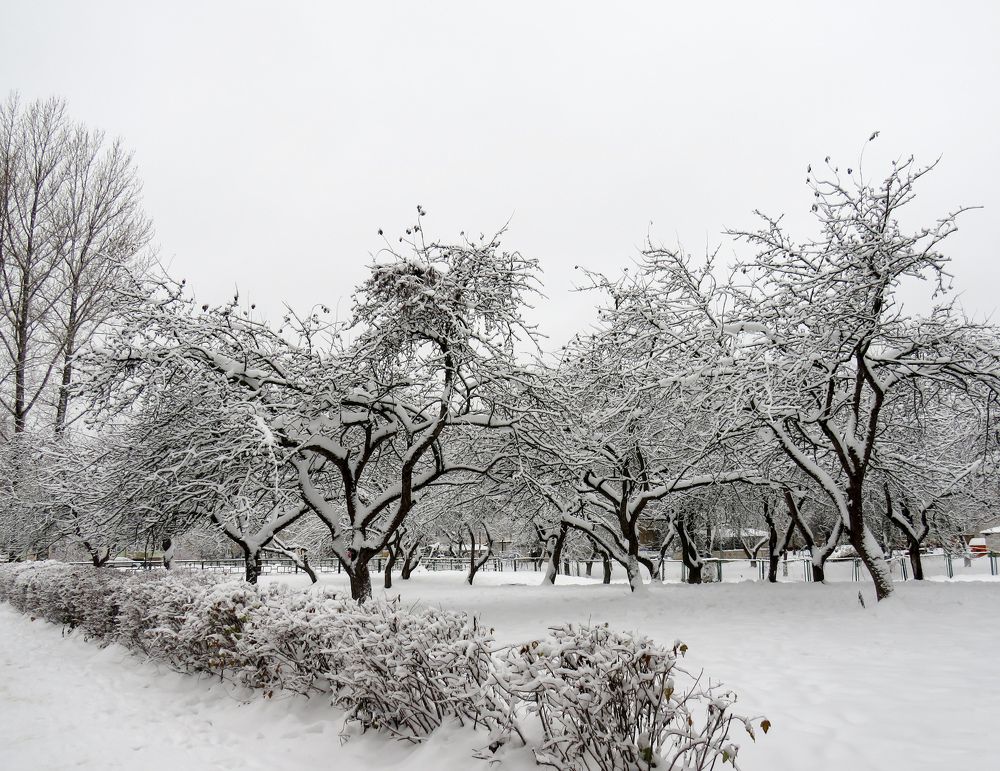 Snow covered garden