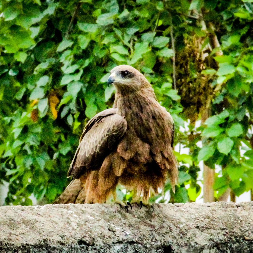 Photograph by Praveen kumar Sampath