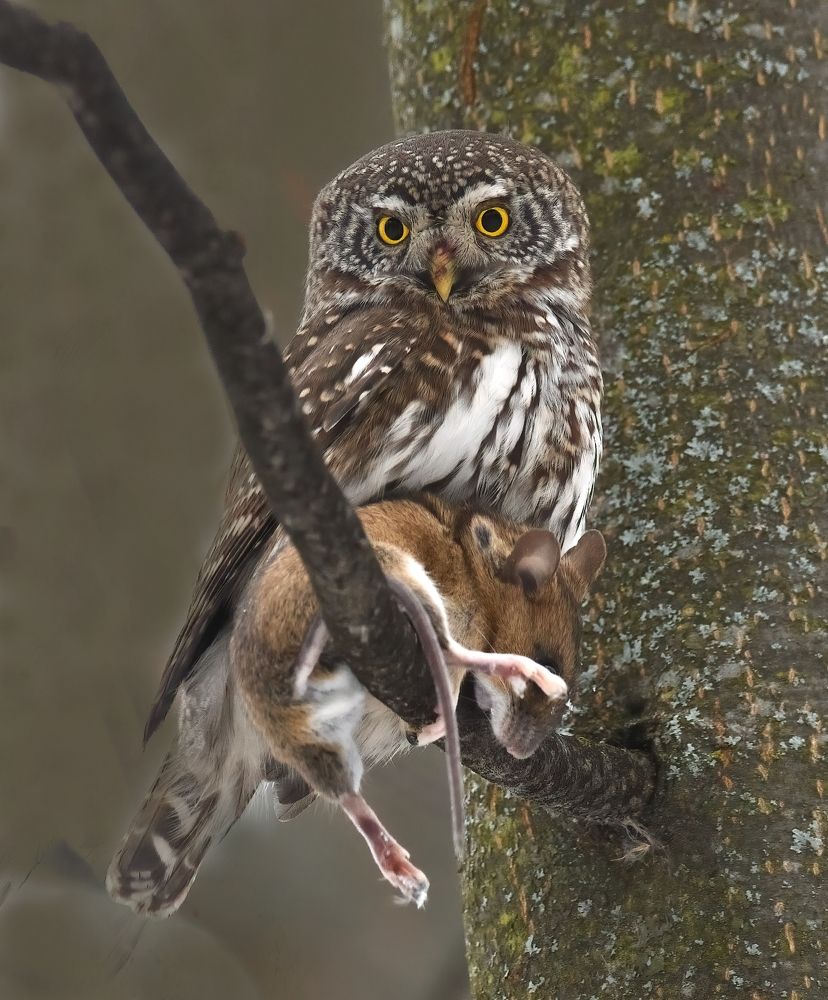 Photograph by Енушевский Георгий