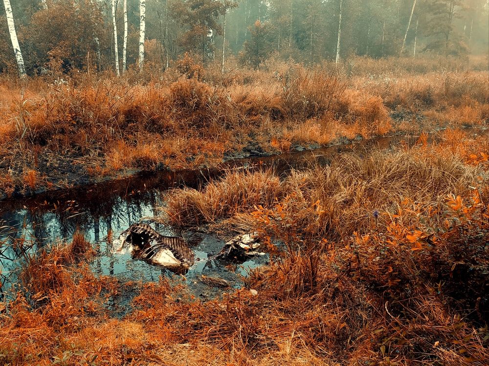 Лесной натюрморт