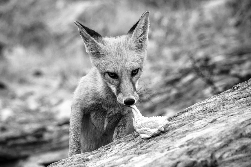 Photograph by DAMOUN POURNEMATI