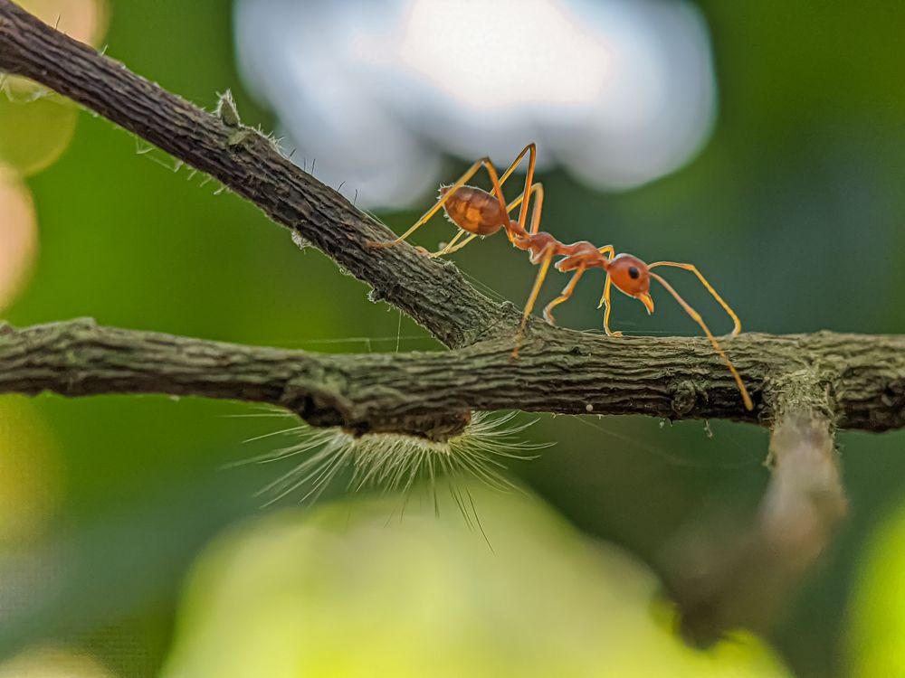 Photograph by Md Raihan