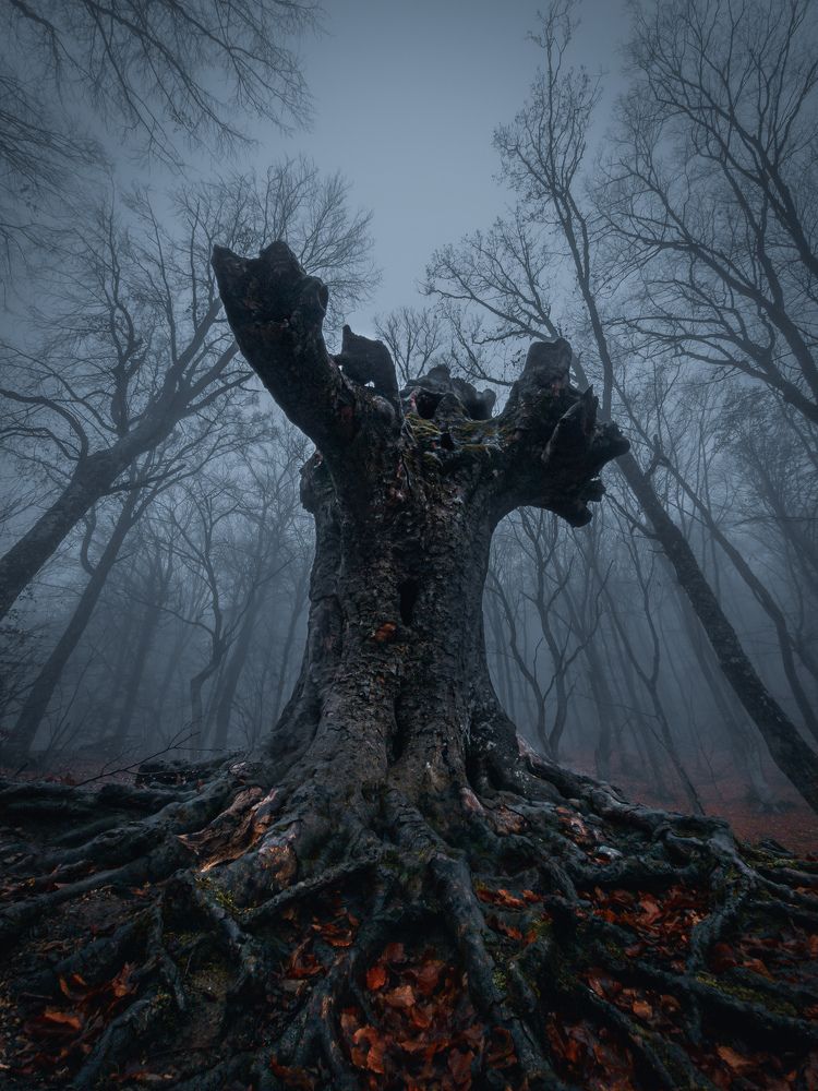 Photograph by Андрей Кривцов