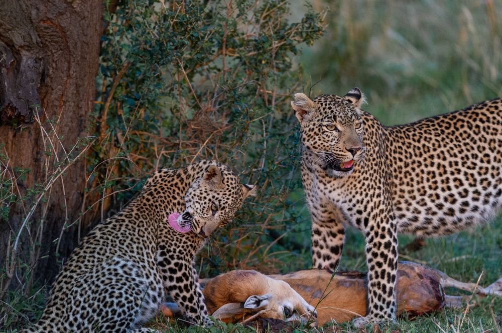 Leopard family eating