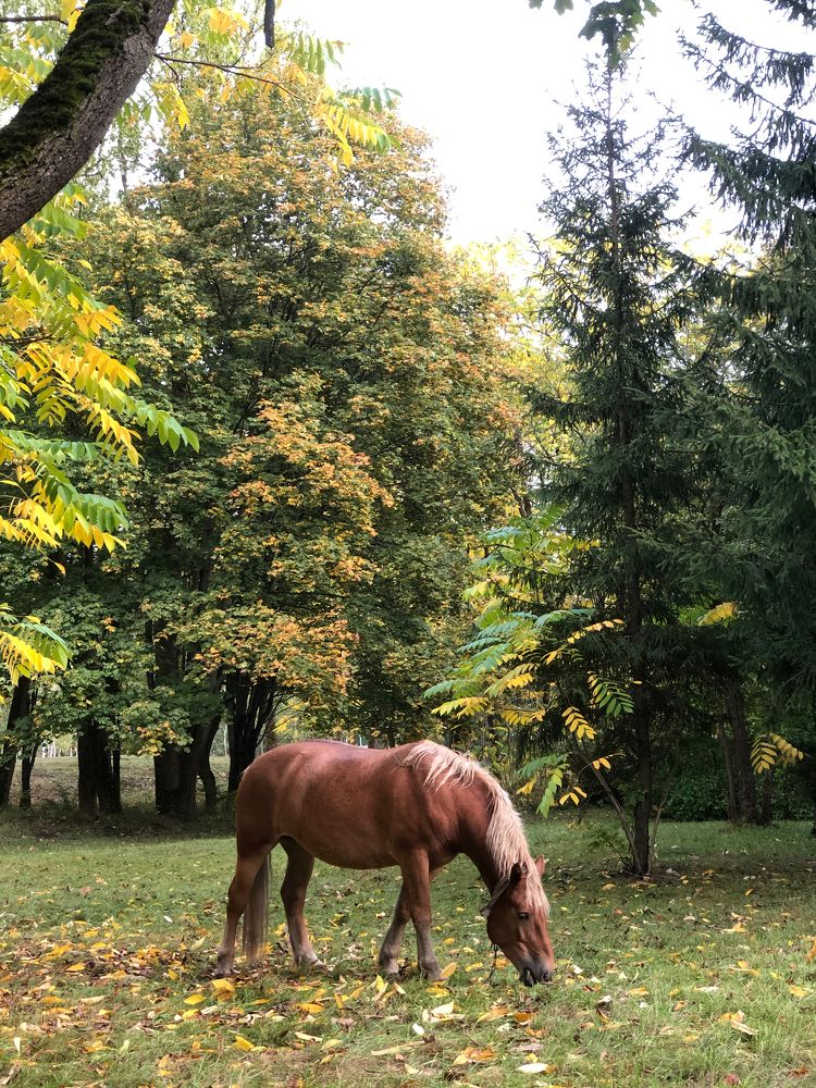 Фотография автора Antonio Anikovich