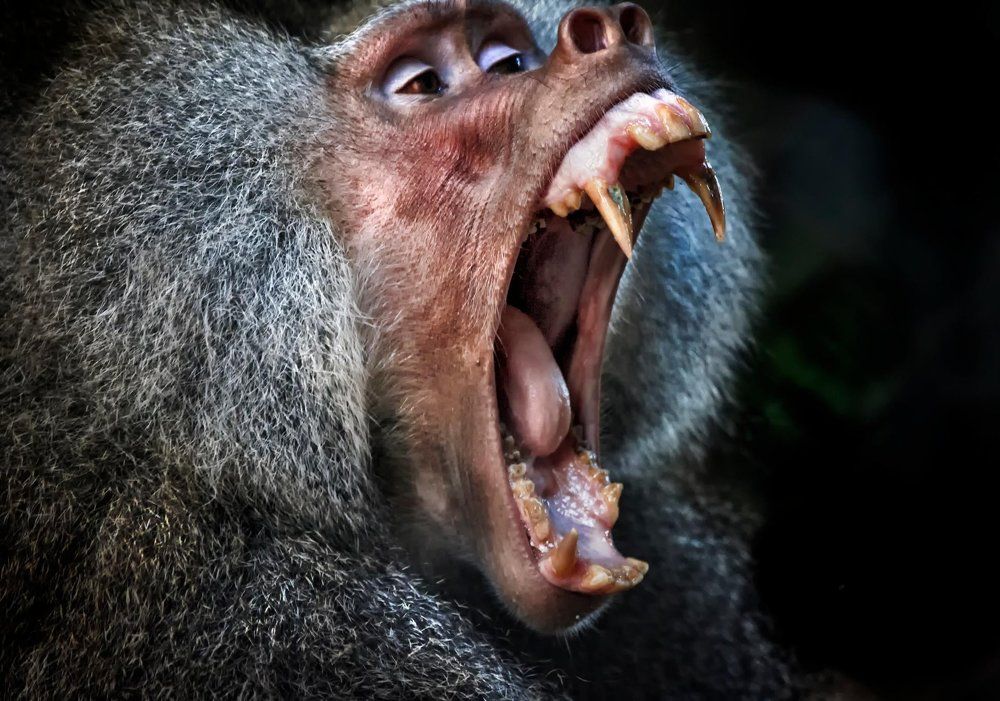 Photograph by Otto Acosta