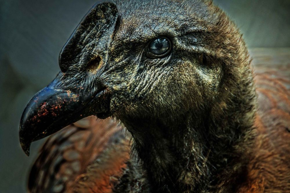 Photograph by Otto Acosta