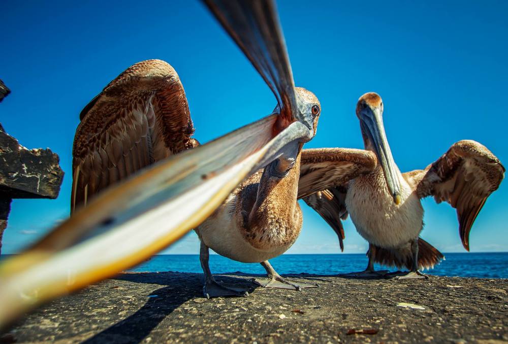 Photograph by Otto Acosta