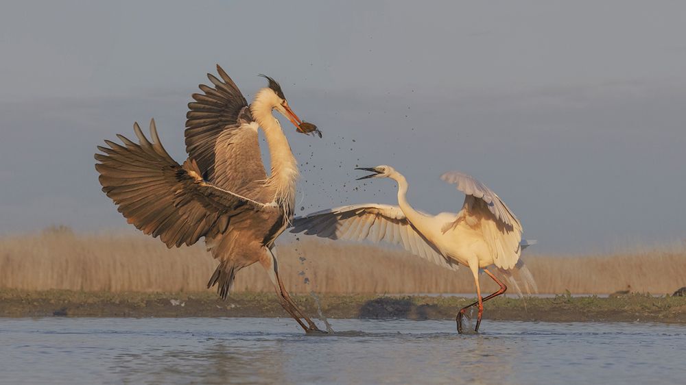 Photograph by Sheree Chang