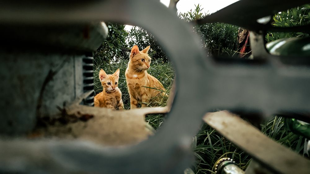 Photograph by Ahmad Alhaj Ebraheem