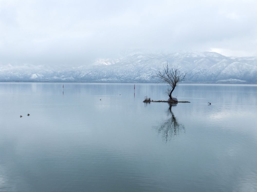 A tree in the lake