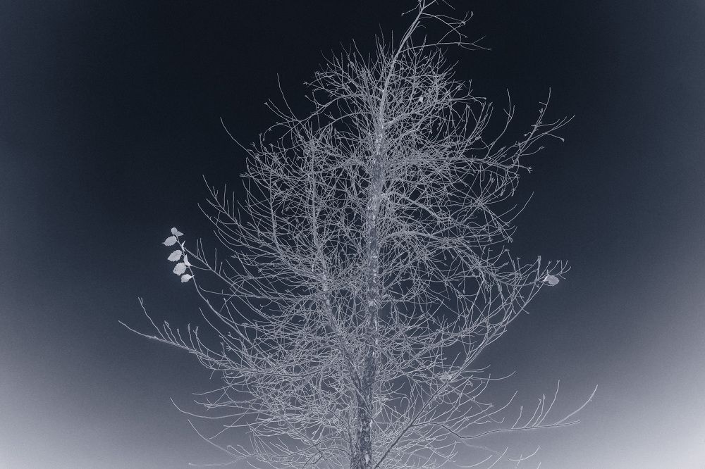 Photograph by Anna Mishina