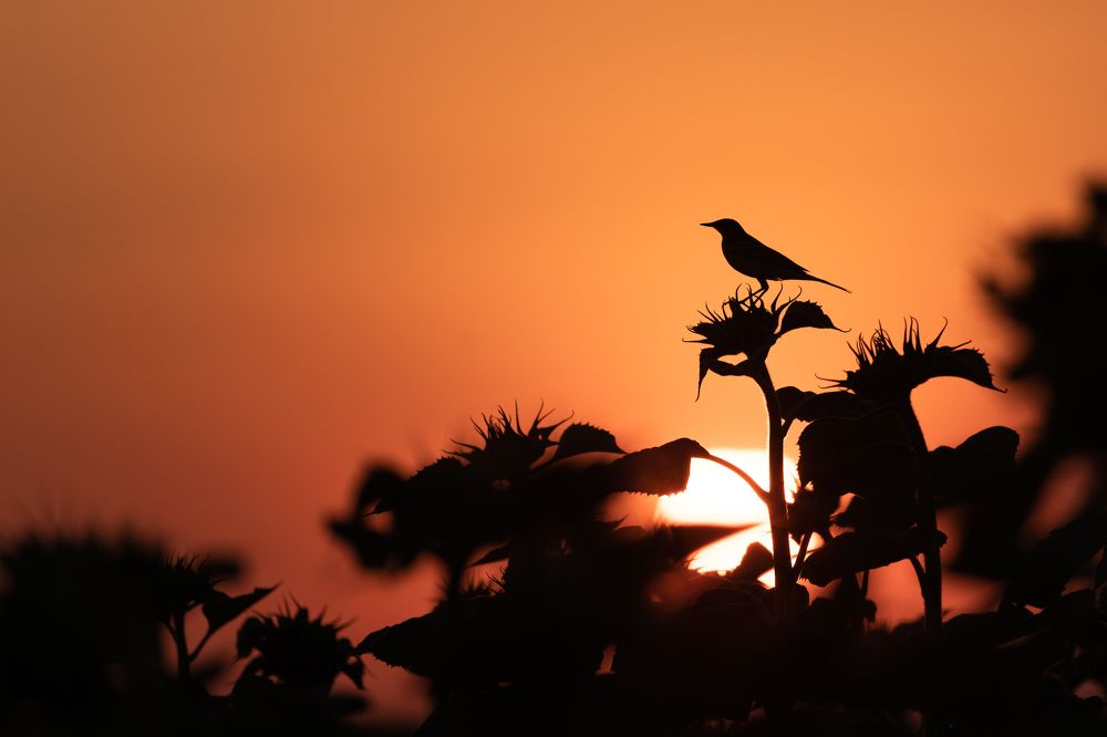 Photograph by Petar Chapkanov