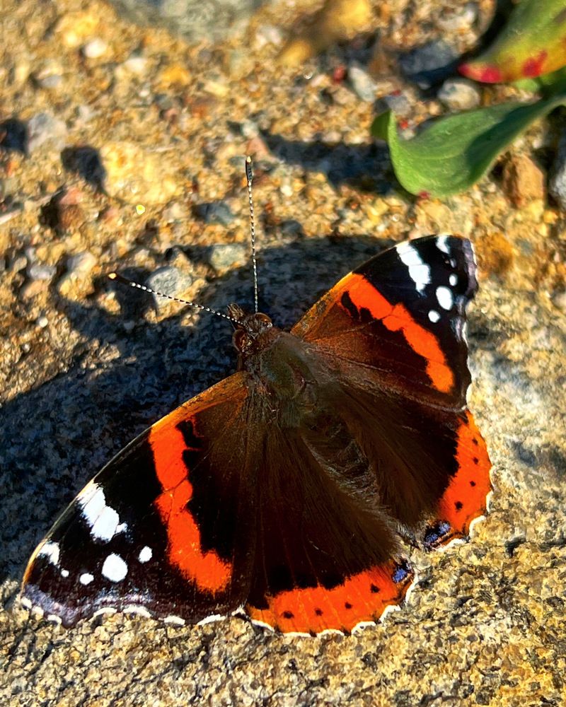 Photograph by Александра Акси