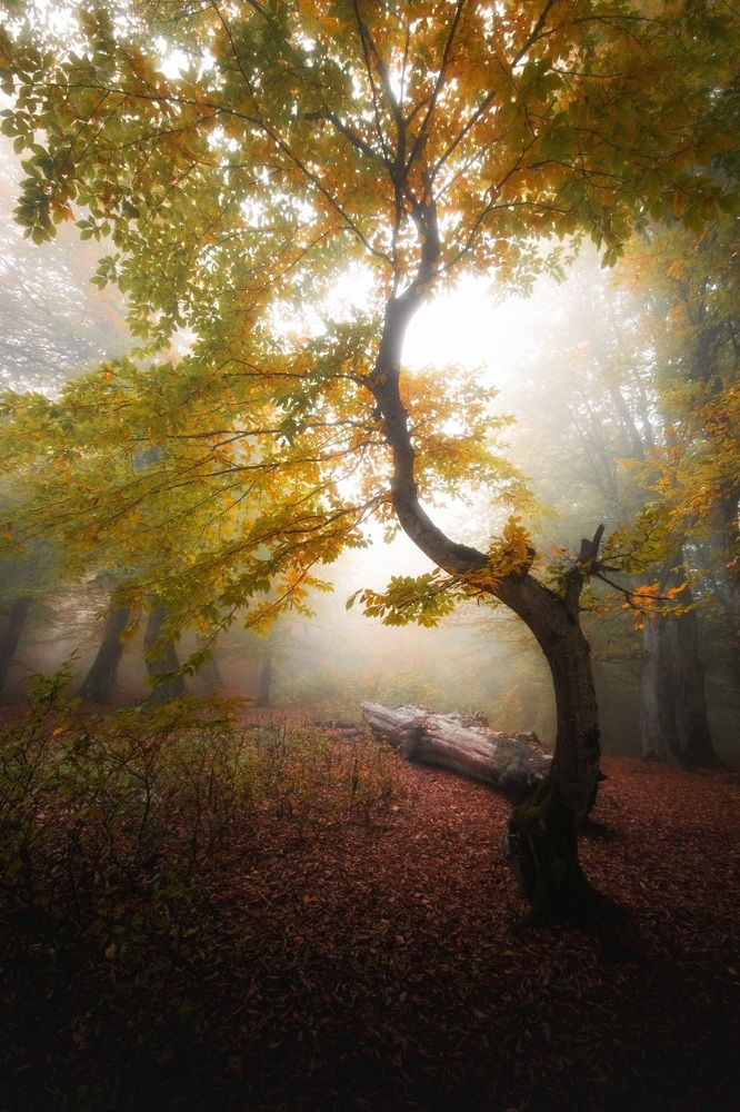 Photograph by Vahid Hassanabbasi