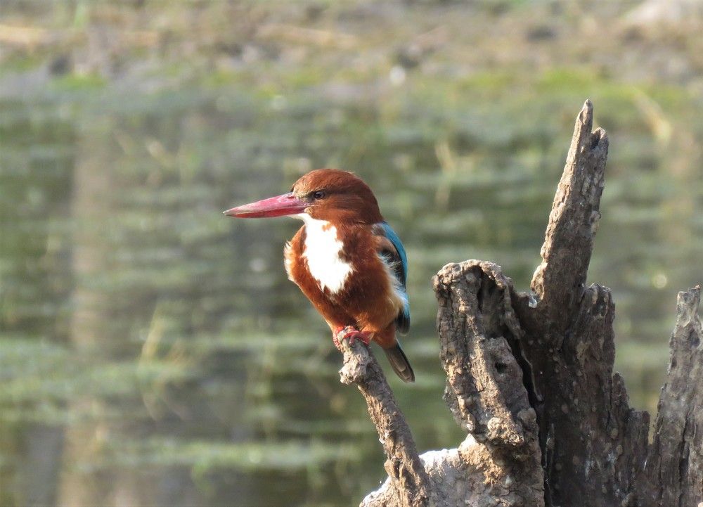 Photograph by ANISH BISWAS