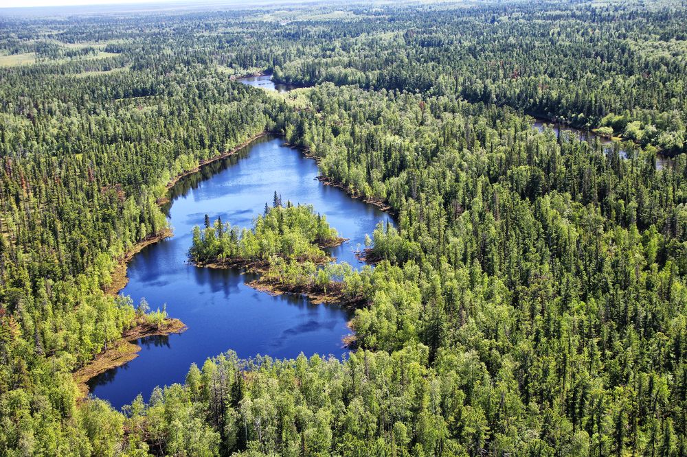 Водяная ёлка