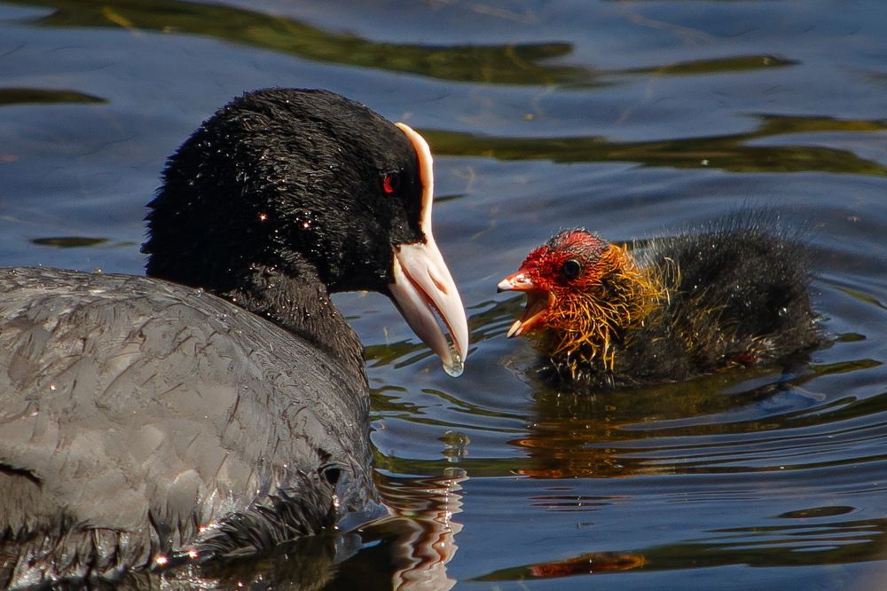 Photograph by Оксана Маховская