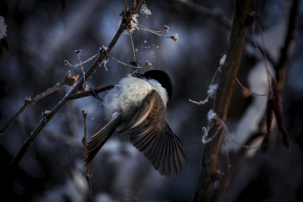 Photograph by Максим Шарыгин