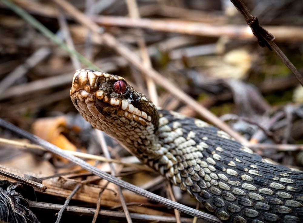 Photograph by Denis Zakalyapin