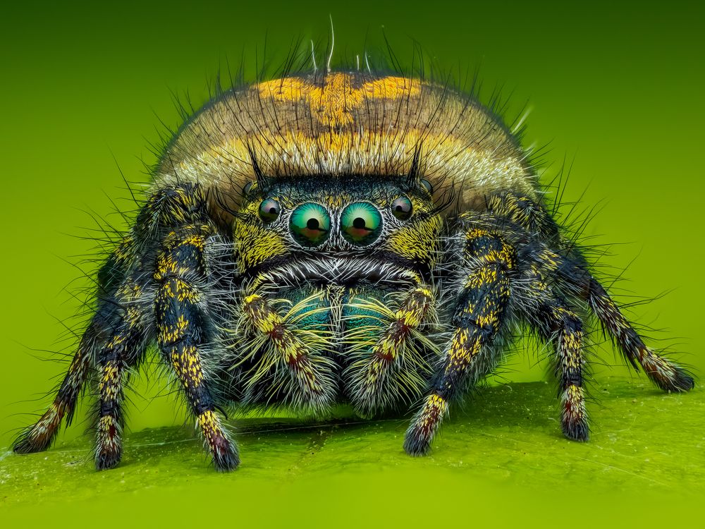 Portrait jumping spider