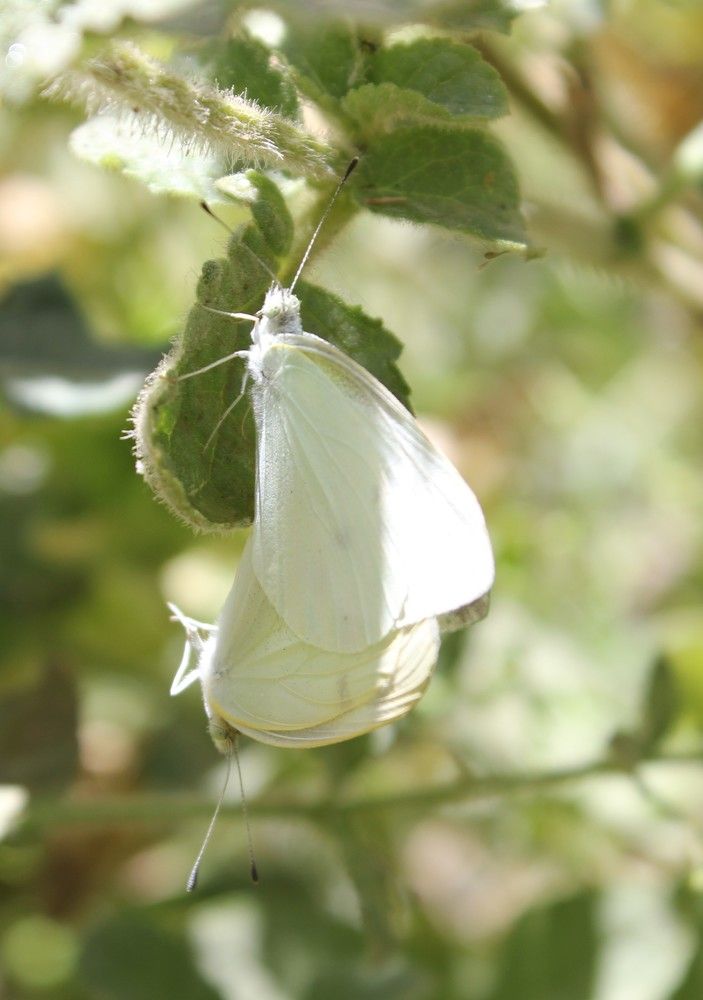 Фотография автора Soheyla Emamian