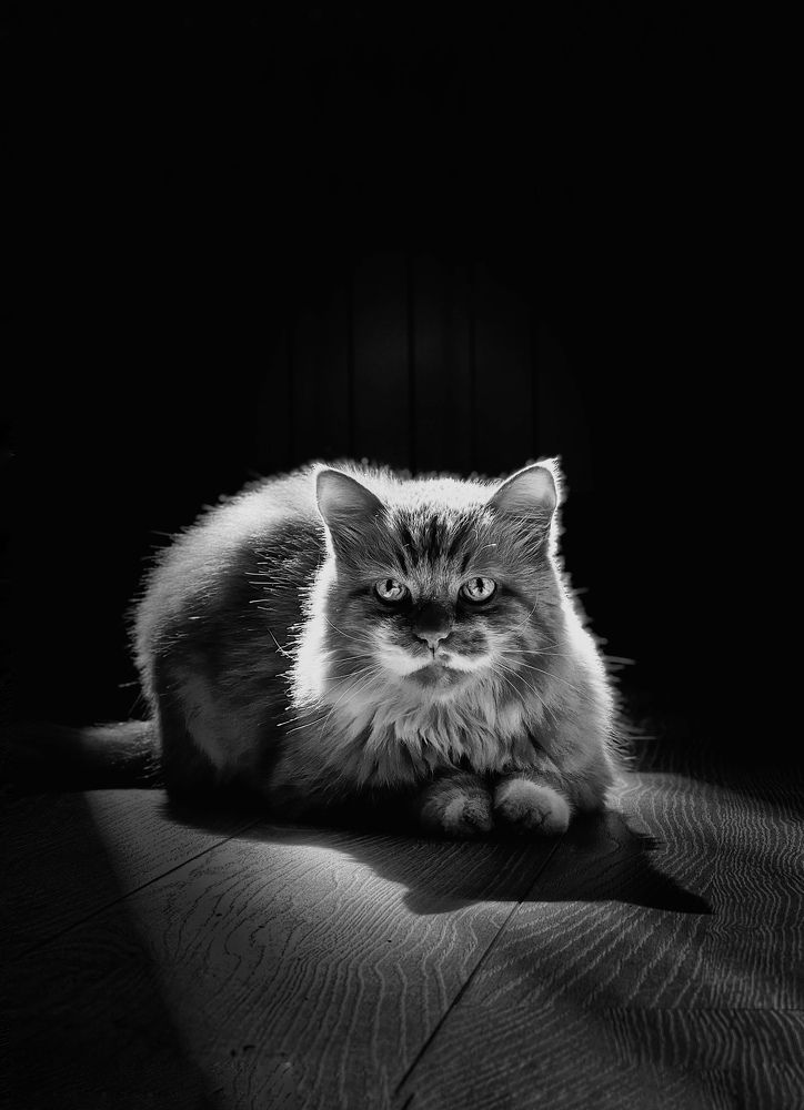 Photograph by Ирина Дерда