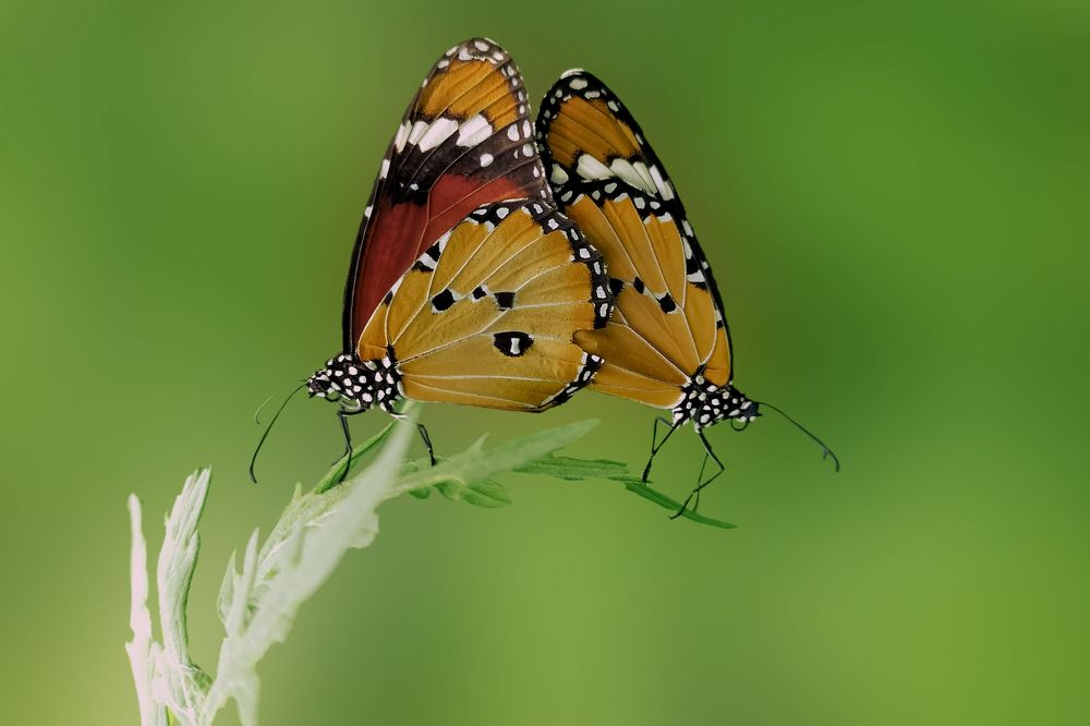 Фотография автора Subham Banerjee