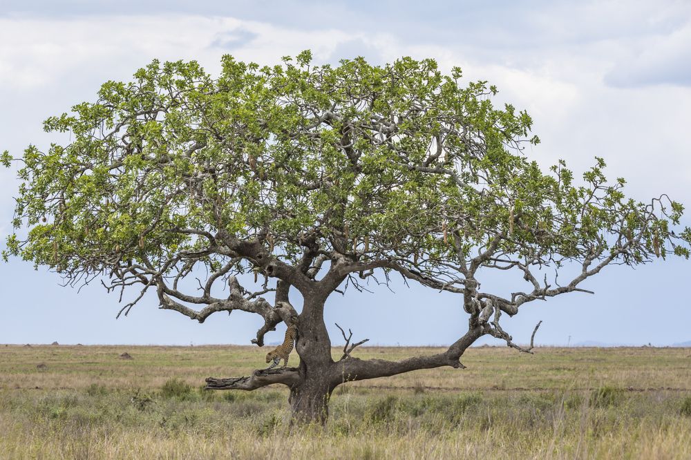 Leopard and Sausage Tree