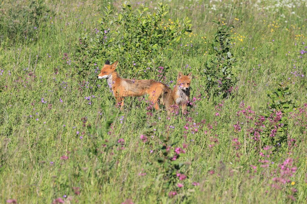 Дневной дозор