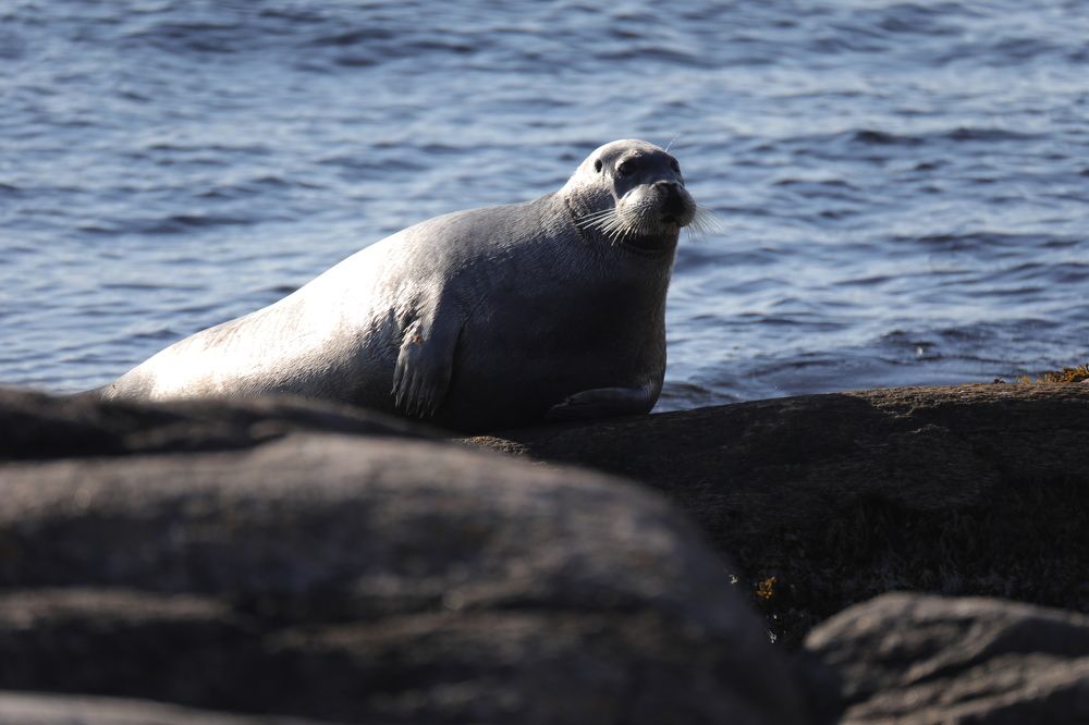 Отдых после обеда