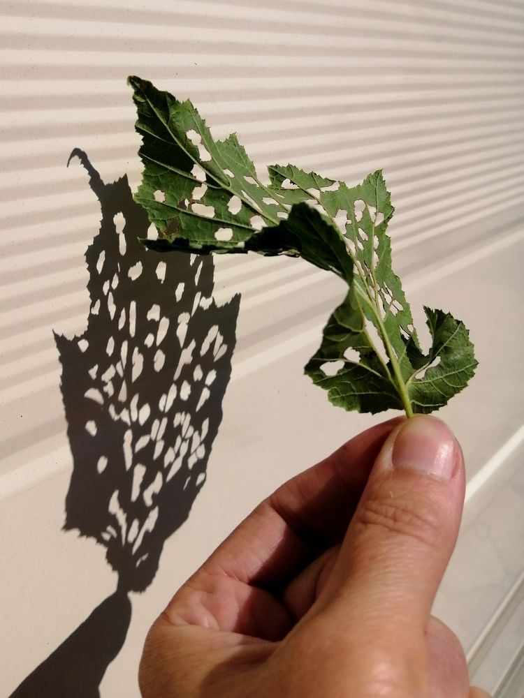 Photograph by Светлана Веселовская