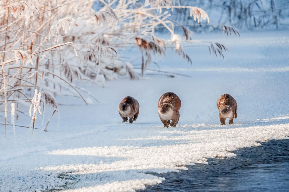 Фотография автора Татьяна Афиногенова