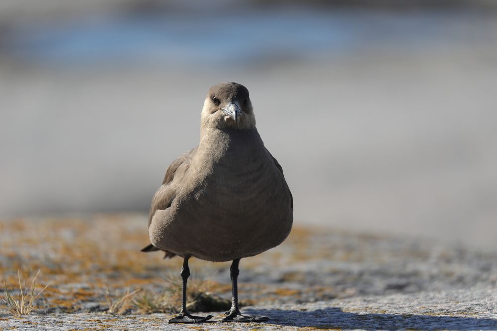 А вы что здесь делаете?