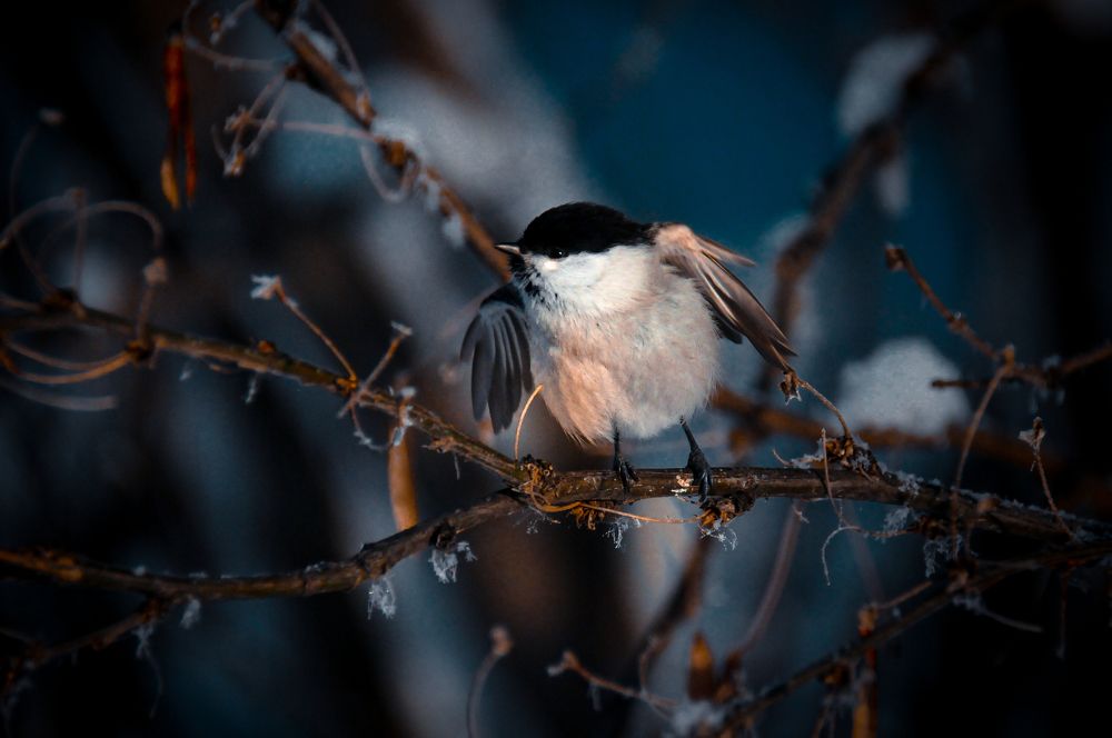 Photograph by Максим Шарыгин