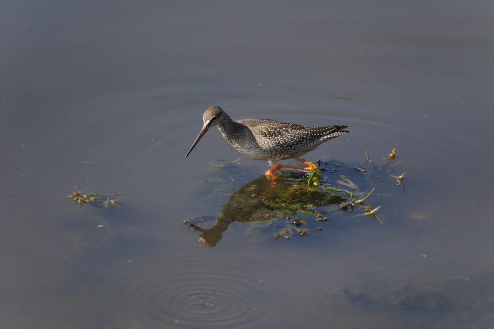 Кроншнеп в поисках пропитания