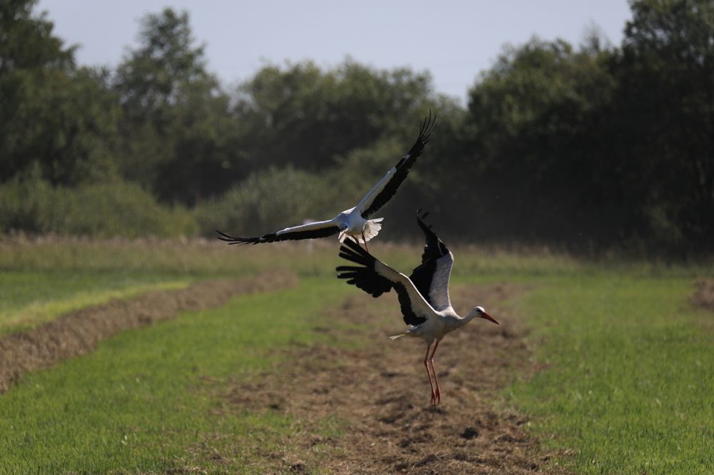 Аистиный танец