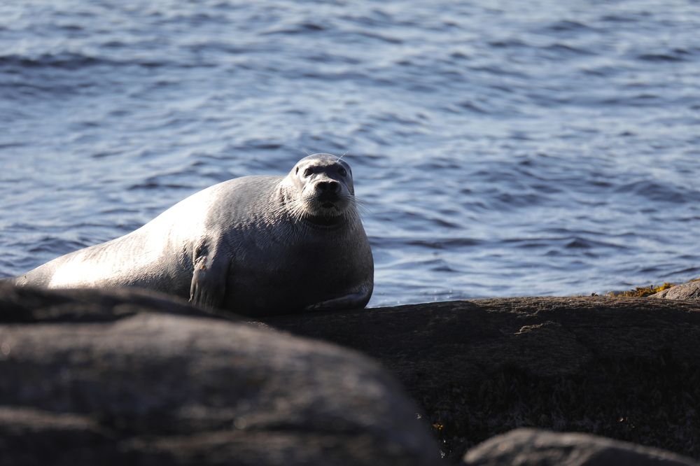 Послеобеденный отдых