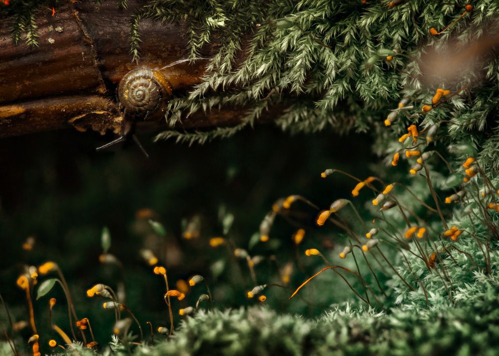 Small tropical forest