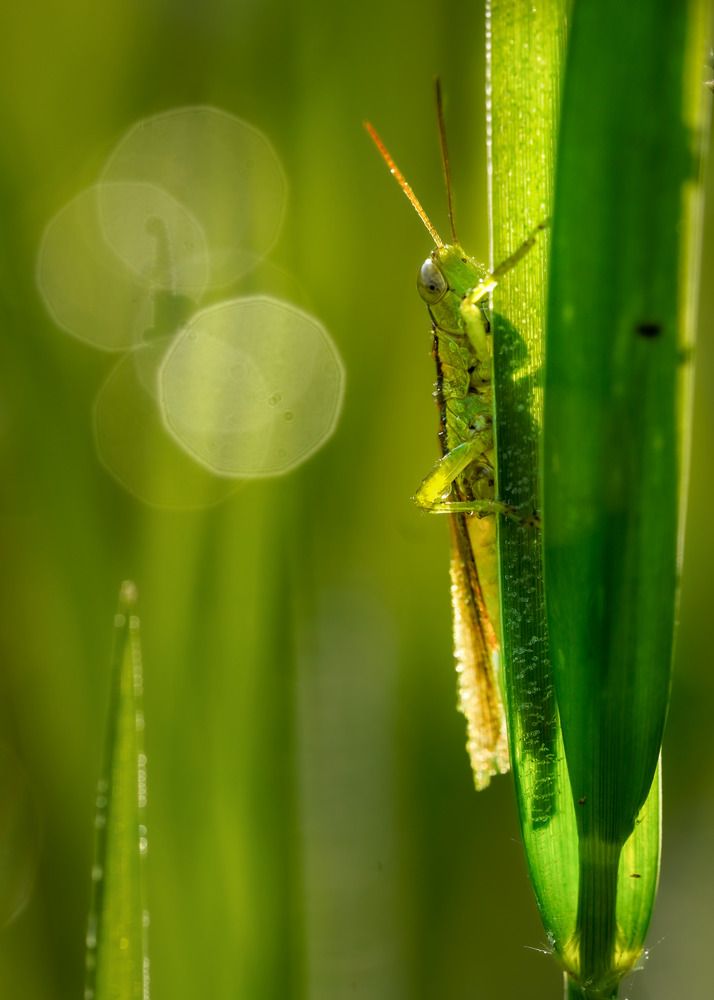 Фотография автора Tran Tuan