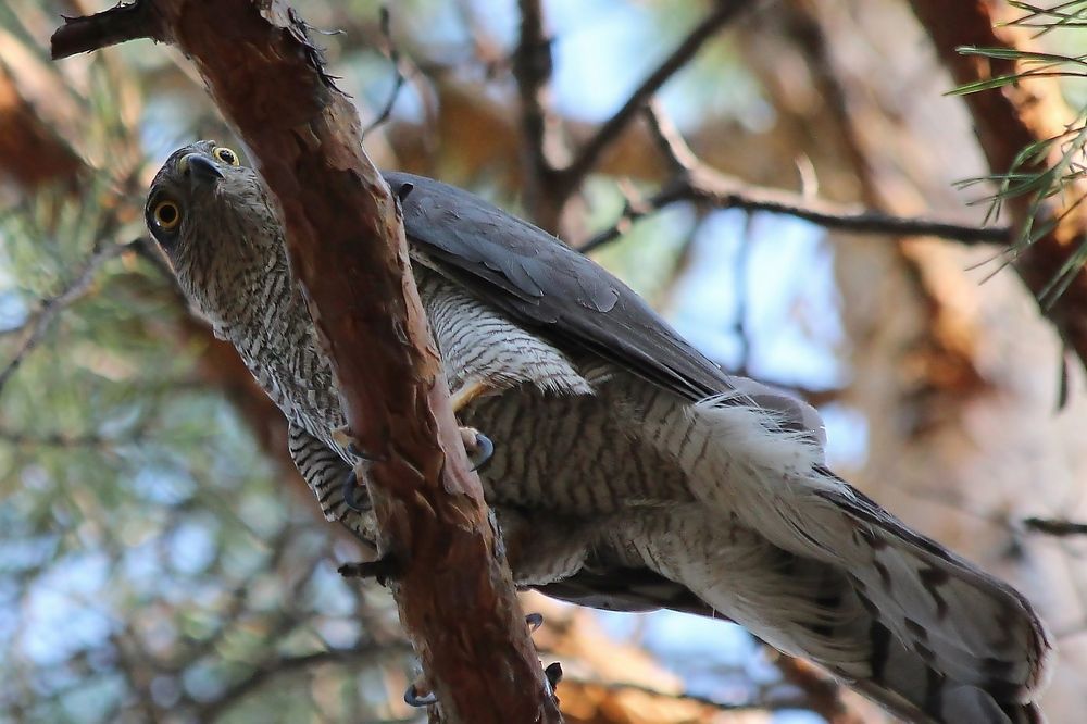 Photograph by Александр Велигура