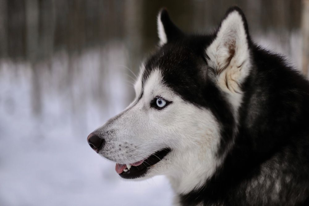 Photograph by Ксения Тодорец