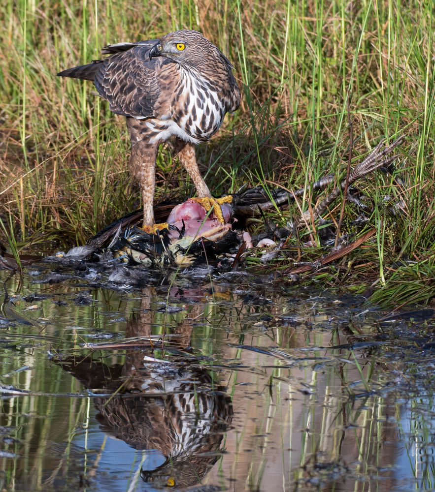 Photograph by Sabari Ganesh Sivakumar