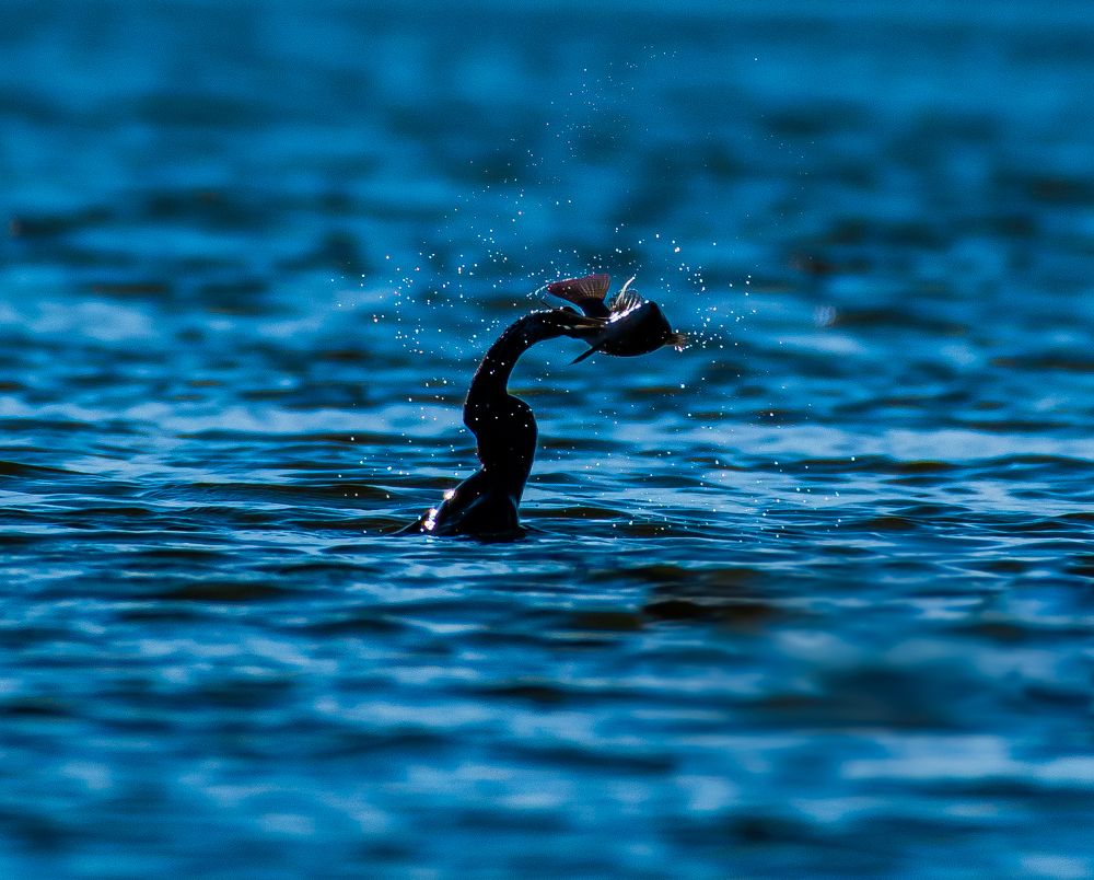 Photograph by Sabari Ganesh Sivakumar