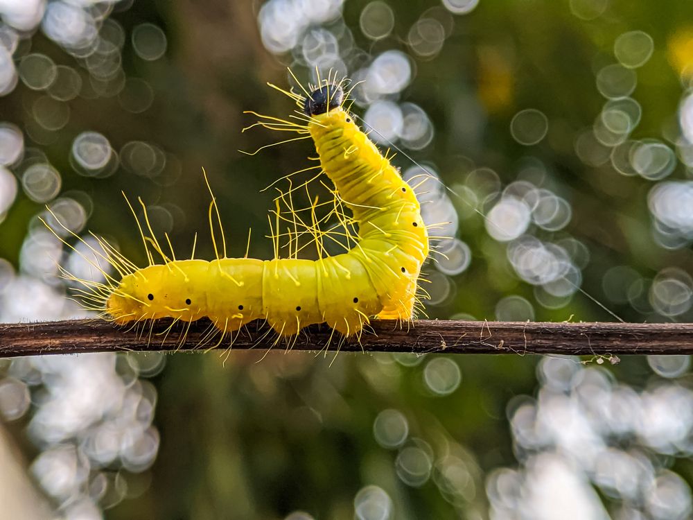 caterpillar