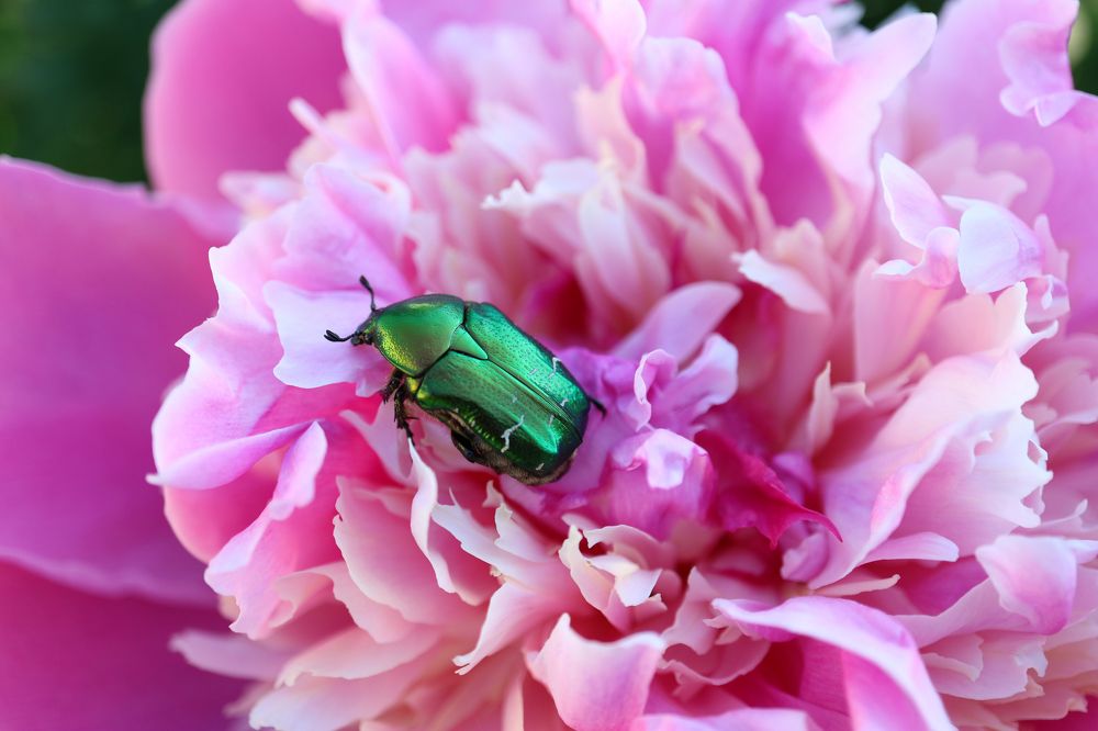 Green beetle Cetonia Aurata on Pink Peony