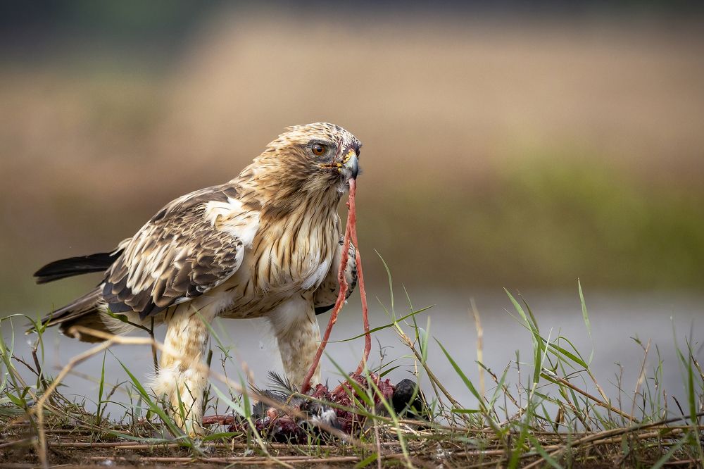 Photograph by k Ravi Reju
