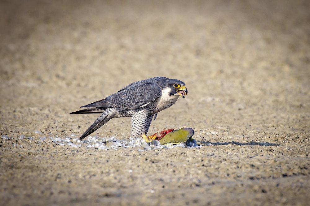 Photograph by k Ravi Reju