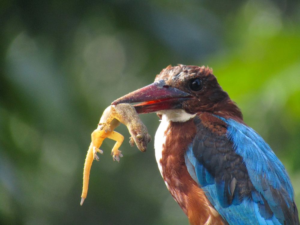 Photograph by Lakshan Fernando